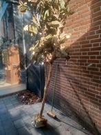 Kunstboom Magnolia - Decoratief & Sfeervol, Ophalen, Gebruikt, Binnen