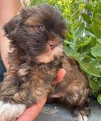 Toy poedel/Shih tzu pups, Dieren en Toebehoren, Honden | Chihuahua's en Gezelschapshonden, Poedel, Meerdere, Meerdere dieren, Nederland