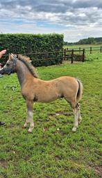 Mooi Welsh A Hegstveulen te koop, Hengst, A pony (tot 1.17m), Ontwormd, 0 tot 2 jaar