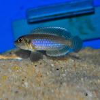 Lamprologus occelatus “Blue”, Dieren en Toebehoren, Vissen | Aquariumvissen, Vis