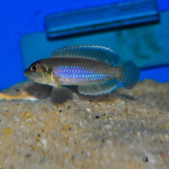 Lamprologus occelatus “Blue”, Dieren en Toebehoren, Vissen | Aquariumvissen, Vis