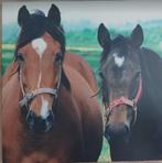4 leuke paardenfoto’s op canvas (1e foto is dubbel), Ophalen, Minder dan 50 cm, Gebruikt, Print