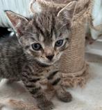 KITTENS TER ADOPTIE IN UTRECHT, Meerdere dieren