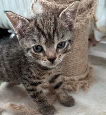  KITTENS TER ADOPTIE IN UTRECHT  beschikbaar voor biedingen