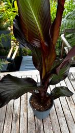 Ensete ventricosum 'Maurelii rode bananenplant, Tuin en Terras, Planten | Tuinplanten, Ophalen, Zomer, Overige soorten, Volle zon