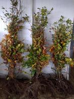 beukenhaag planten, groene Beuken Fagus sylvatica 40-225cm, Tuin en Terras, Planten | Struiken en Hagen, Ophalen of Verzenden