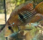 Gymnogeophagus terrapurpura, Dieren en Toebehoren, Vissen | Aquariumvissen, Vis