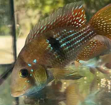 Gymnogeophagus terrapurpura beschikbaar voor biedingen
