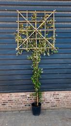 Toscaanse Jasmijn ❗️Leiboom❗ (Trachelospermum jasminoides)🌿, Ophalen, Volle zon, Overige soorten, 100 tot 250 cm