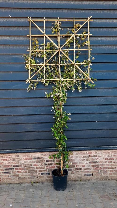 Toscaanse Jasmijn ❗️Leiboom❗ (Trachelospermum jasminoides)🌿, Tuin en Terras, Planten | Bomen, Overige soorten, 100 tot 250 cm