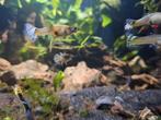 Vrouwen guppen te koop, Dieren en Toebehoren, Vissen | Aquariumvissen, Vis