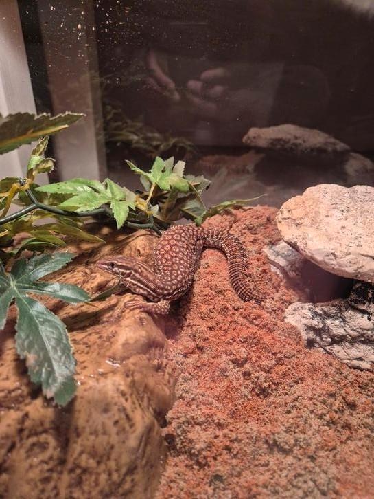 Rode acanthurus nk 26 november 2024, Dieren en Toebehoren, Reptielen en Amfibieën, Amfibie, 0 tot 2 jaar