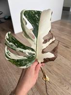 Monstera variegata stek met veel wit, Ophalen of Verzenden, Halfschaduw, Minder dan 100 cm