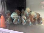 Discus vissen, Dieren en Toebehoren, Vissen | Aquariumvissen, Vis, Zoetwatervis