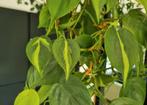 philodendron brasil stek, Ophalen of Verzenden, Halfschaduw, Minder dan 100 cm
