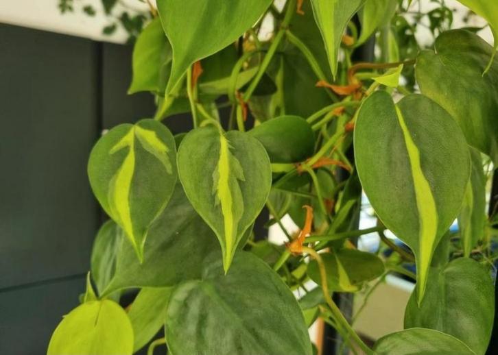 philodendron brasil stek, Huis en Inrichting, Kamerplanten, Minder dan 100 cm, Halfschaduw, Ophalen of Verzenden
