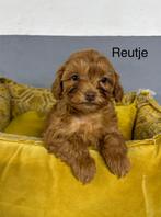 Boomer x Labradoodle mini pups, Nederland, Overige rassen, 8 tot 15 weken, Meerdere