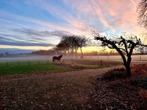 Plekje op Paddock Paradise, Dieren en Toebehoren, Stalling en Weidegang, Weidegang, 2 of 3 paarden of pony's