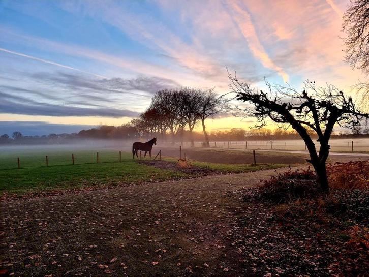 Plekje op Paddock Paradise, Dieren en Toebehoren, Stalling en Weidegang, Stalling, Weidegang, 2 of 3 paarden of pony's