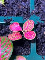 Verschillende soorten fittonia, Dieren en Toebehoren, Reptielen en Amfibieën, Amfibie, 0 tot 2 jaar