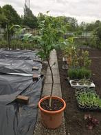 Notenboom, tuinplant, Ophalen