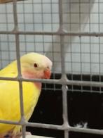 Princess of wales parkiet., Mannelijk, Parkiet