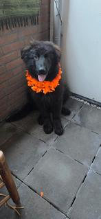 duitse herder, Dieren en Toebehoren, Rabiës (hondsdolheid), 15 weken tot 1 jaar, Reu, Eén hond