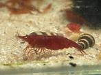 Bloody mary garnalen (neocaridina), Kreeft, Krab of Garnaal, Zoetwatervis