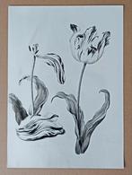 3 x Frans Hals Museum persfoto o.a Judith Leyster Tulpen, Antiek en Kunst, Kunst | Tekeningen en Foto's, Verzenden