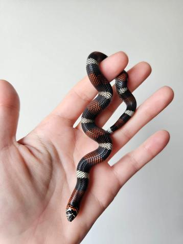 Tricolor Haakneus/Xenodon Pulcher 2024 beschikbaar voor biedingen