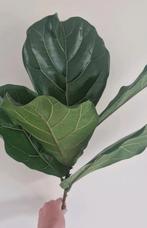Ficus Lirata stekjes, Ophalen, Ficus, Minder dan 100 cm