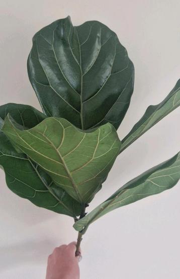 Ficus Lirata stekjes beschikbaar voor biedingen
