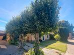Grote lindebomen, Tuin en Terras, Planten | Bomen, Ophalen, Volle zon, Overige soorten, 100 tot 250 cm