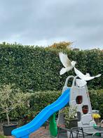 Zeldzame WITTE duiven Kapucijners nog 1 duif te koop, Vrouwelijk