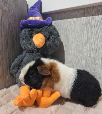 Cavia's super lief en super tam.  beschikbaar voor biedingen