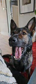 Duitse herder rechte rug, Particulier, 1 tot 2 jaar, Buitenland, Teef