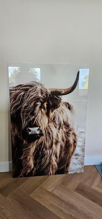 Highland koe op glas beschikbaar voor biedingen
