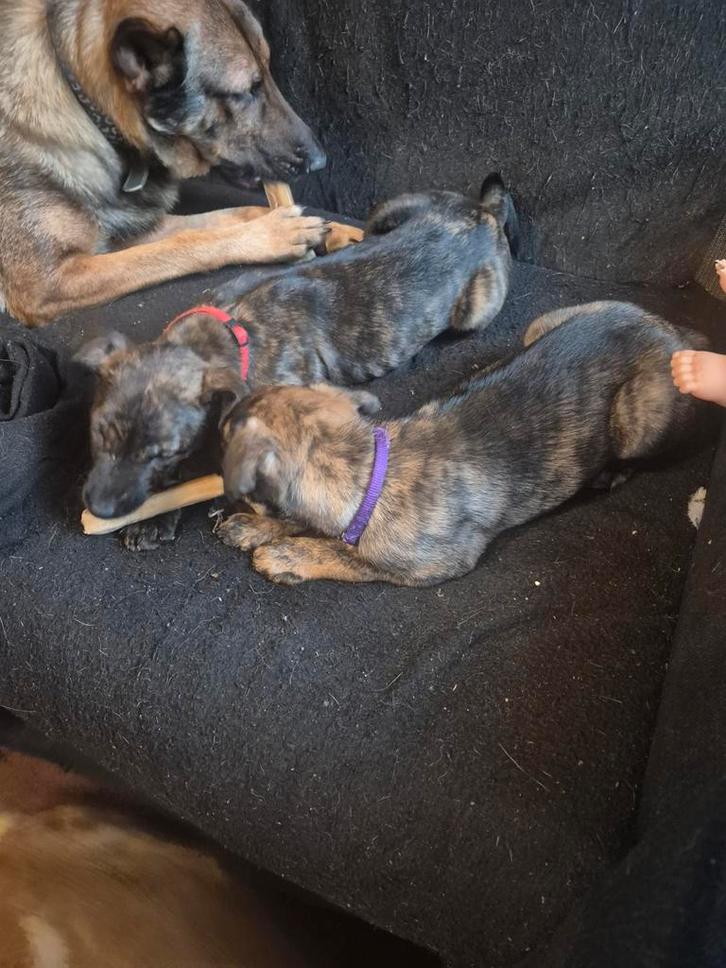 7 prachtige pups kruising duitse herder, Dieren en Toebehoren, Honden | Niet-rashonden, Meerdere dieren, Particulier, Meerdere