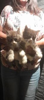 2 Maine Coon poesjes kittens, Poes, Ontwormd, 0 tot 2 jaar