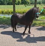 **ONWIJS KNAPPE 4 JARIGE SHETLANDER HENGST**, Dieren en Toebehoren, Pony's, Ruin, A pony (tot 1.17m), 3 tot 6 jaar, Gechipt