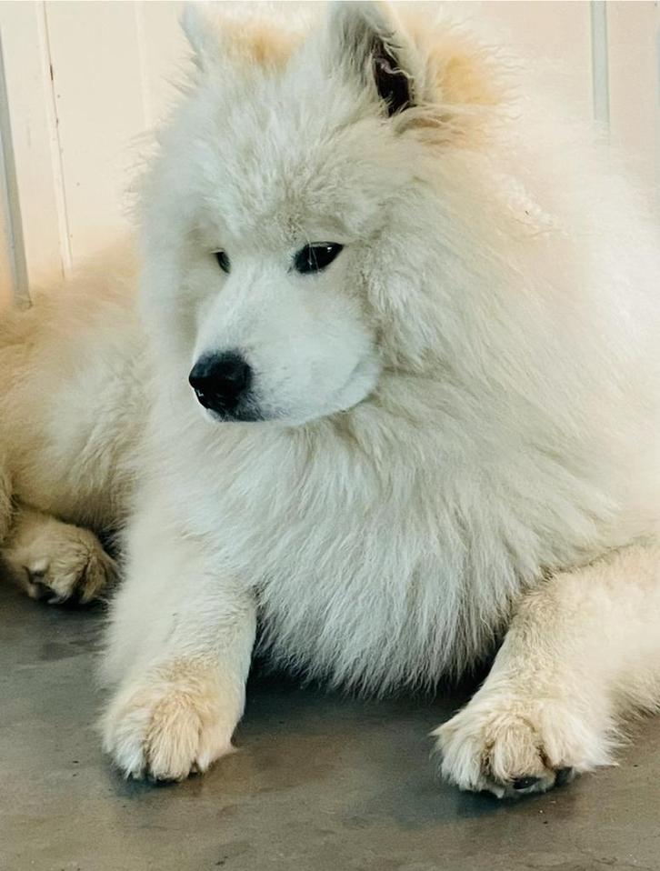 Nestaankondiging Samojeed pups, Dieren en Toebehoren, Honden | Poolhonden, Keeshonden en Oertypen, Meerdere dieren, Overige rassen