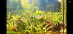 Diverse aquariumvissen, Dieren en Toebehoren, Vis