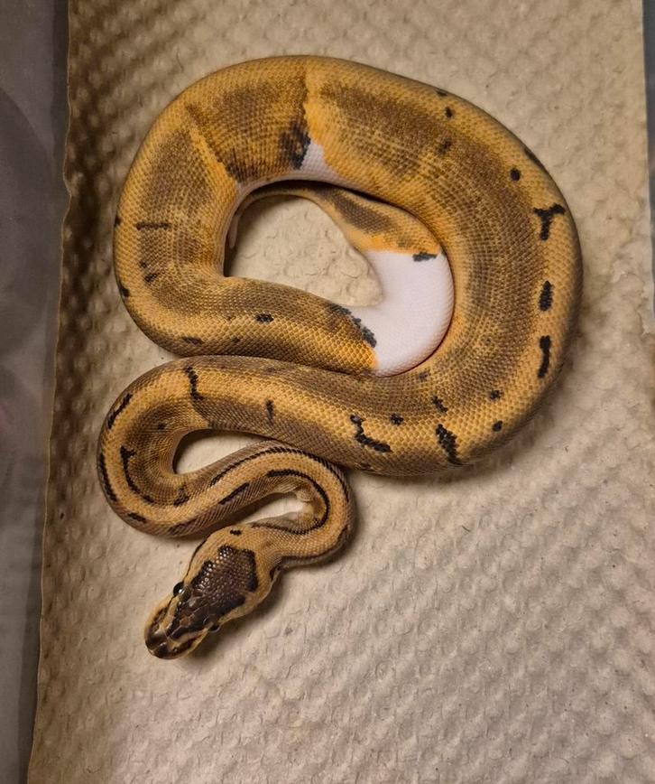 Pin enchi pied het ultramel