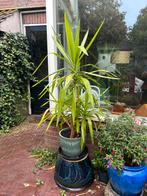 Yucca plant met pot, 114 cm, meerdere takken, Tuin en Terras, Planten | Bomen, Bloeit niet, Overige soorten, 100 tot 250 cm, Ophalen