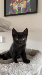 1 kitten te koop, Dieren en Toebehoren, Katten en Kittens | Raskatten | Korthaar, Meerdere dieren, Ontwormd