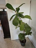 Ficus Lyrata, fiddle leaf fig, vioolbladplant, Huis en Inrichting, Kamerplanten, Ophalen, Ficus, Halfschaduw, 150 tot 200 cm