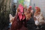 Haan Hendrik, Dieren en Toebehoren, Pluimvee, Mannelijk, Kip