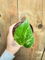 Monstera deliciosa variegata plant albo white wit mint large, Ophalen of Verzenden, Halfschaduw, Minder dan 100 cm