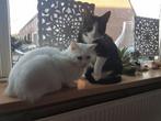 2 ras katten / op zoek naar een nieuw en rustig thuis, Poes