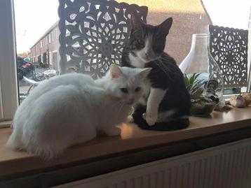 2 ras katten / op zoek naar een nieuw en rustig thuis  beschikbaar voor biedingen